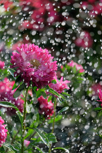 雨中的花机图片