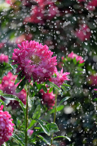 雨中的花机图片