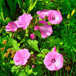 美丽的花圃则用粉红色 lavatera 在花园里的花朵