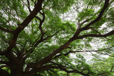 泰国北碧府巨型蒙基池塘树的分枝