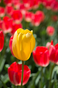 一个郁金香花在春天的季节里