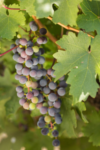 大串的黑葡萄成熟的背景下，绿化