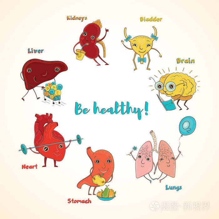 矢量健康人体器官