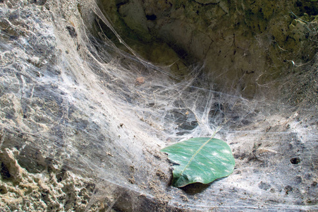 漏斗编织蜘蛛深在泰国图片