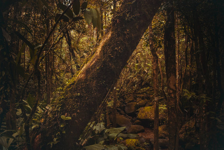 自然雨林。热带雨林景观。马来西亚, 亚洲, 婆罗洲, 沙巴