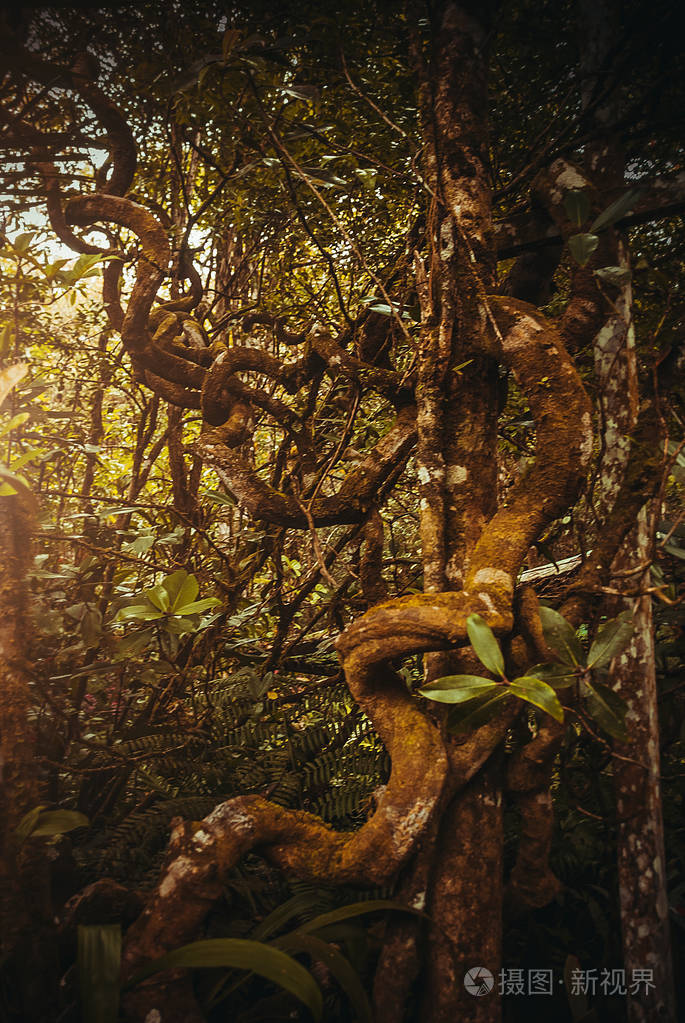 热带雨林景观.马来西亚, 亚洲, 婆罗洲, 沙巴