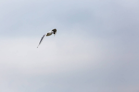 北部海域上空飞行 seagll