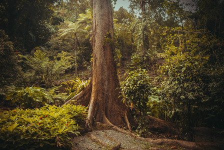 丛林里的一棵大树。自然雨林。热带雨林景观。马来西亚, 婆罗洲, 沙巴