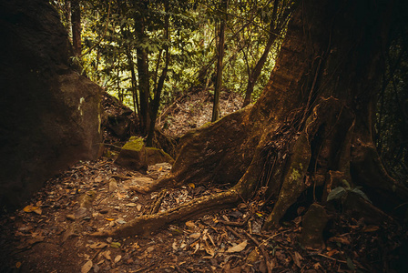 丛林里的树根。自然雨林。热带雨林景观。马来西亚, 婆罗洲, 沙巴