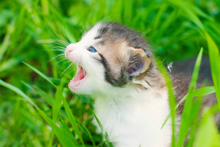 在夏天的绿色草地上的小猫