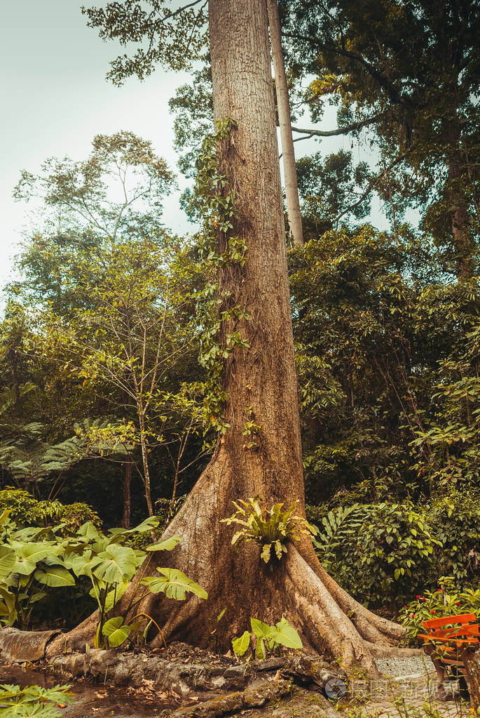 热带雨林景观.马来西亚, 婆罗洲, 沙巴
