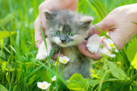 在夏天的绿色草地上的小猫