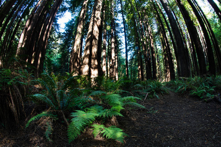 健康红木森林在北加州