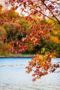 秋天城市公园的小橡树的风景与五颜六色的叶子在湖之上