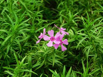 美丽的粉红色指骨花图片