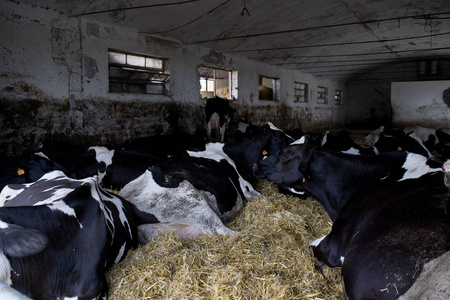 牛棚里的一群奶牛