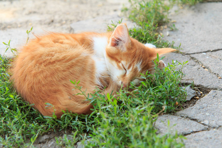 小姜小猫睡在户外