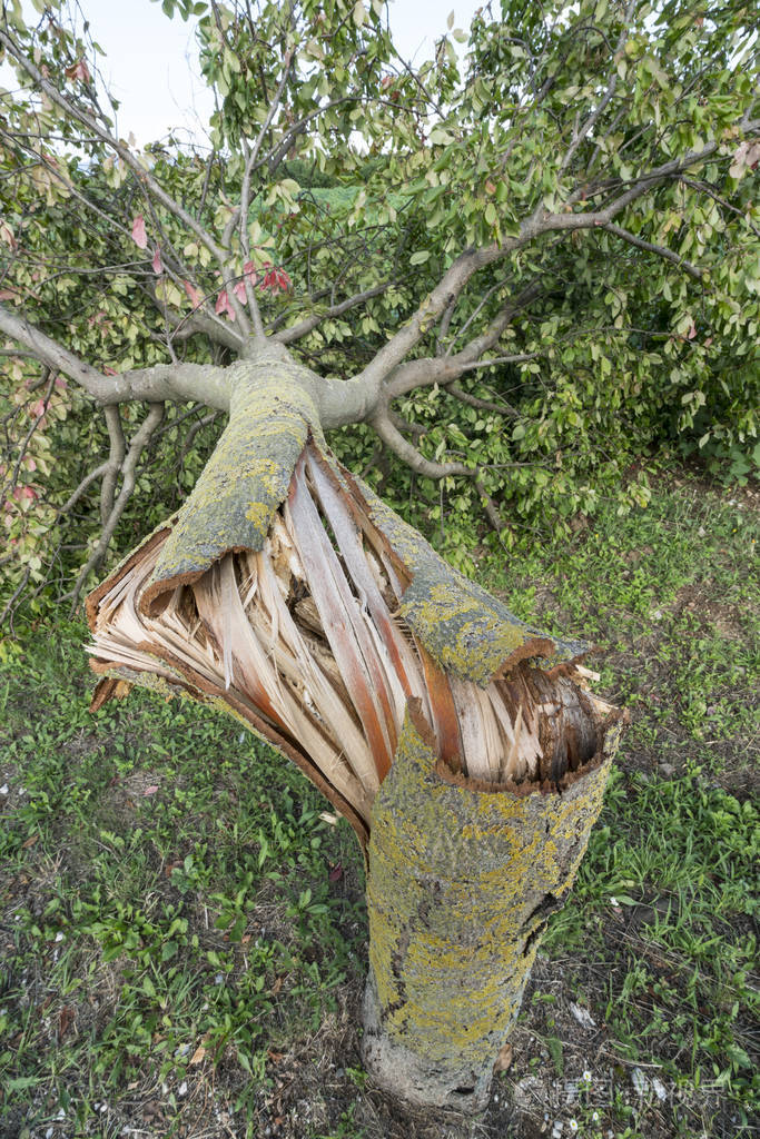 一棵树被风折断