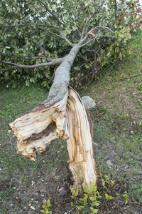 一棵树被风折断