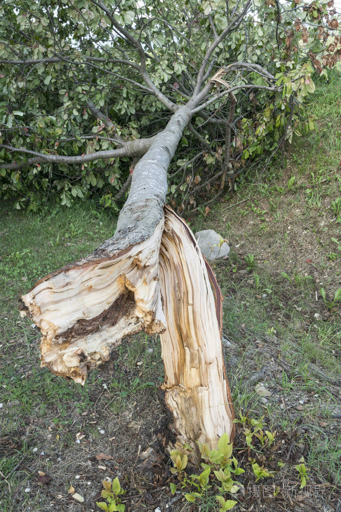一棵树被风折断