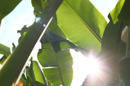 香蕉树，绿色叶树叶纹理在热带性质与太阳