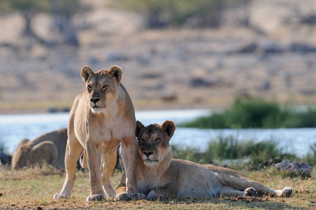 非洲狮子看起来好奇，依多沙国家公园，纳米比亚，潘特拉里奥