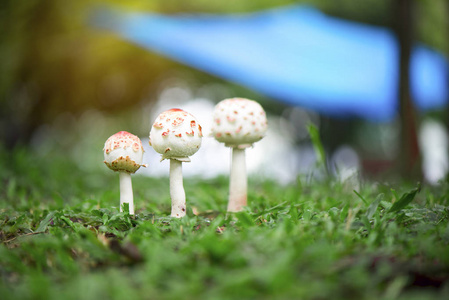 环境光线马勃菌蘑菇生长在森林里的绿草上的雨后.