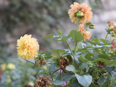 大丽花在花园里