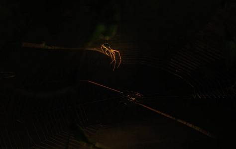 轨道网的蜘蛛剪影