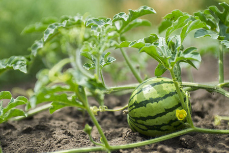 在田间生长的西瓜照片