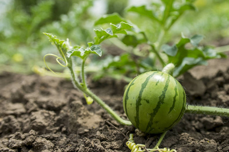 西瓜生长图片