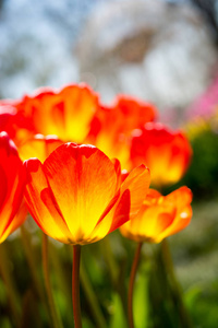 郁金香花在春天盛开