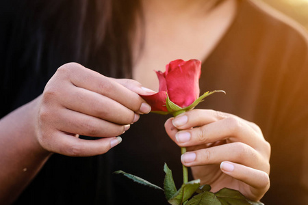 女人正在数着手中红玫瑰的花瓣, 下午有橙色的阳光照片