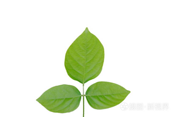 三叶纹理在白色背景
