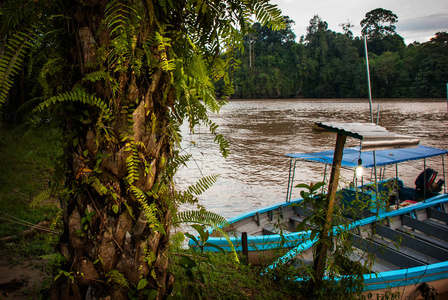 马来西亚沙巴婆罗洲 kinabatangan 河。树木水和船只的夜景