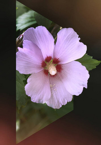 在花园里盛开的粉红色芙蓉