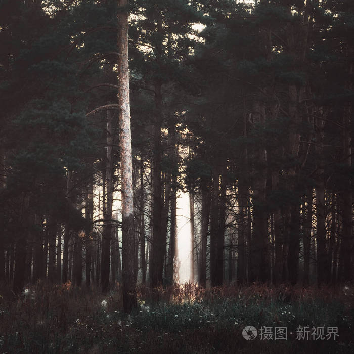 黑暗森林中的阳光