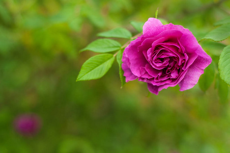 在绿色灌木的背景上有花蕾的粉红色玫瑰