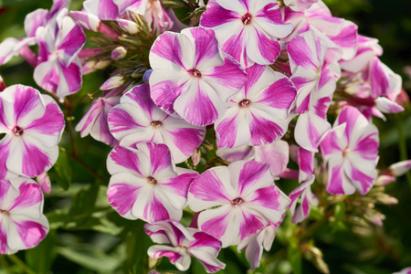 户外的 phlox 花