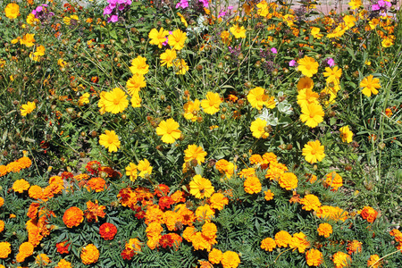 与橙色墨西哥万寿菊和黄色花冠花的花