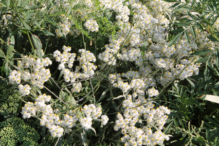 西方珍珠永恒 金银花 白花