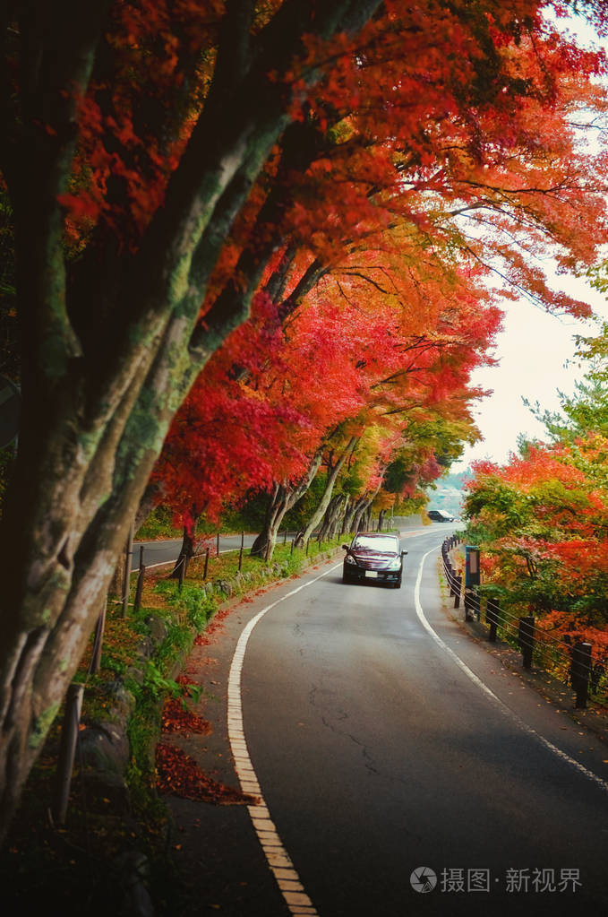 落红红的枫叶线边缘的一个安静的道路上秋天的下午