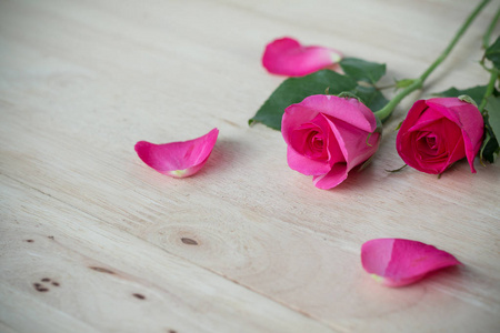 粉红色的玫瑰花在情人节，浪漫的背景