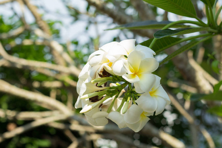 白梅香鲜花