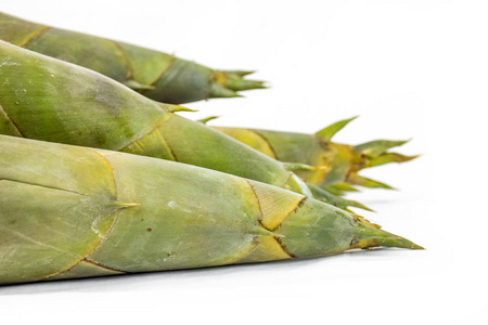 春天的竹笋图片