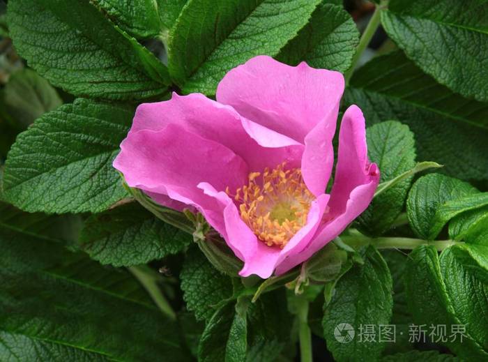 野生玫瑰灌木的粉红色的花