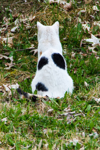 猫与黑色和白色的皮毛坐在草地上, 显示她的背部