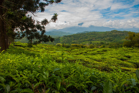 绿茶种植园。马来西亚婆罗洲岛沙巴