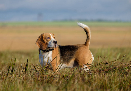 清晨散步比格犬