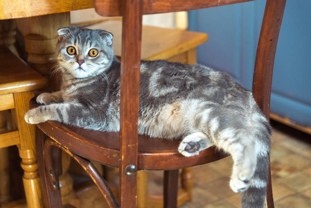 猫在桌子底下的木椅上坐图片